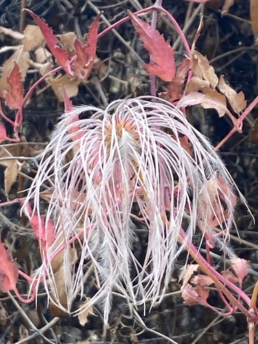 Clematis tangutica, photograph 2