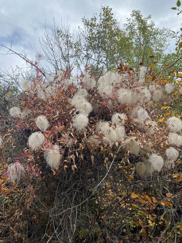 Clematis tangutica