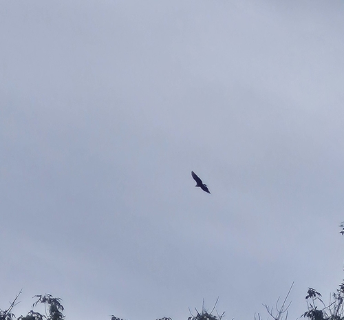 Black Vulture