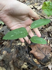 (c) Oliver Hassell, some rights reserved (CC BY) Smilax glauca, photograph (c) Oliver Hassell, some rights reserved (CC BY)