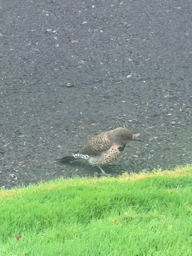 Northern Flicker