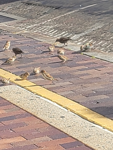 House Sparrow