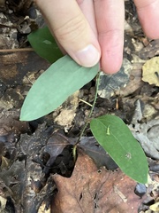 (c) Oliver Hassell, some rights reserved (CC BY) Smilax glauca, photograph (c) Oliver Hassell, some rights reserved (CC BY)
