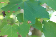 Sphaerulina aceris