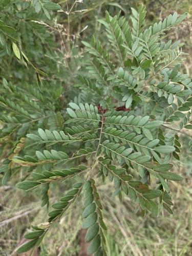 honey locust