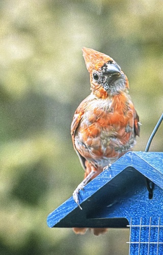 Northern Cardinal