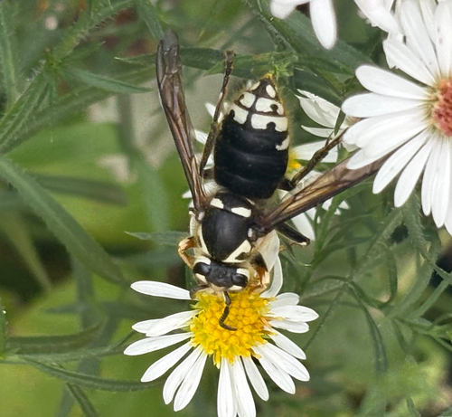 Bald-faced Hornet