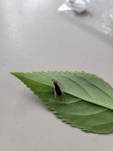 Red-headed Bush Cricket
