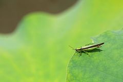 Gesonula punctifrons