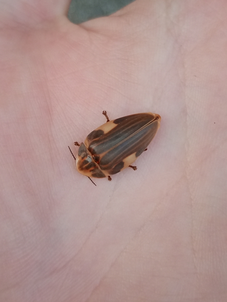 Aspisoma lineatum