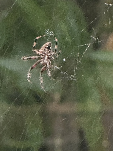 Spotted Orbweaver