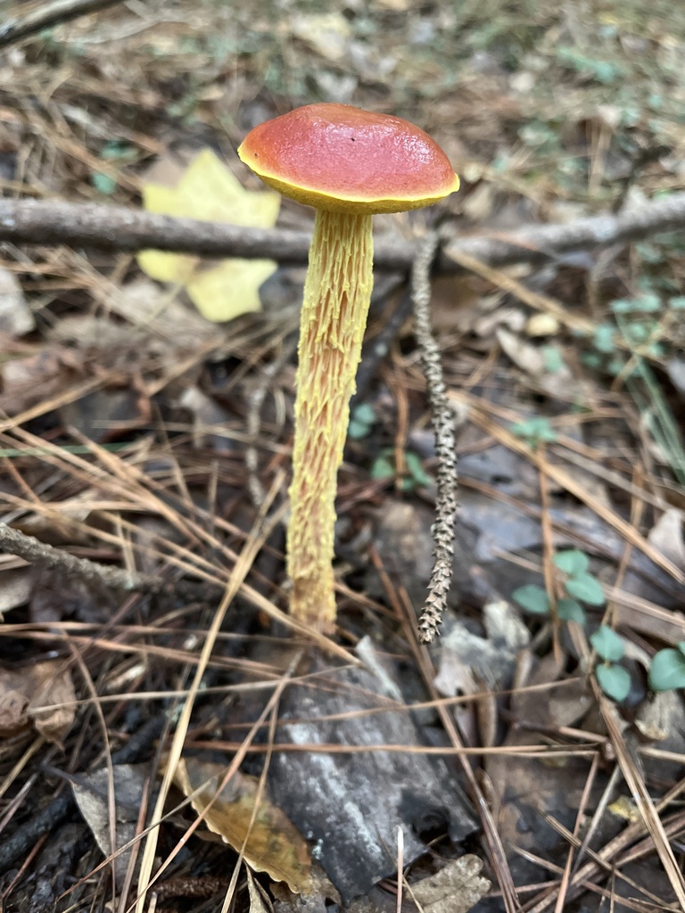 shaggy-stalked bolete · September 2026 · photo: Photo: (c) Oliver Hassell, some rights reserved (CC BY) · iNaturalist