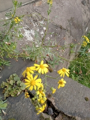 Senecio squalidus, photograph author not stated, no rights reserved