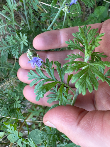 Cut-leaved lavender