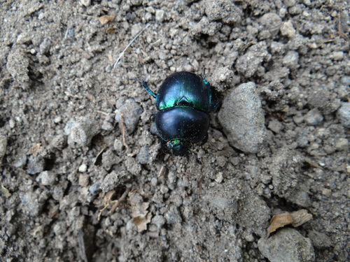 Springtime Dung Beetle