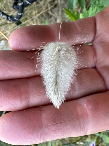 Hare's Tail Grass