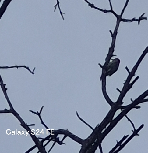 Red-bellied Woodpecker