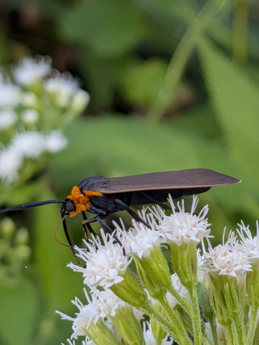 Yellow-collared Scape Moth