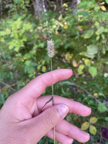 Timothy grass