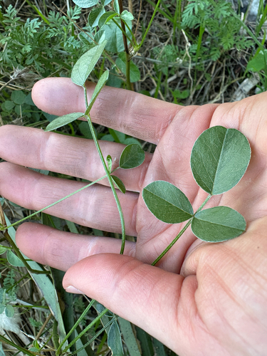 arabian pea