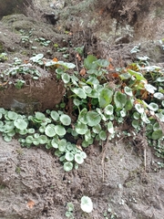 Umbilicus rupestris, photograph author not stated, no rights reserved