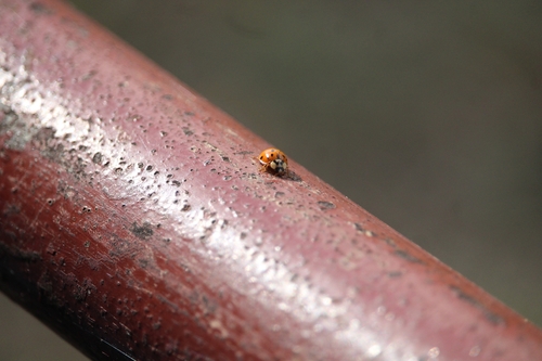 Asian Lady Beetle