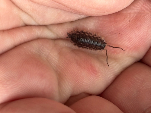 Common Shiny Woodlouse