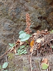author not stated, no rights reserved Umbilicus rupestris, photograph author not stated, no rights reserved