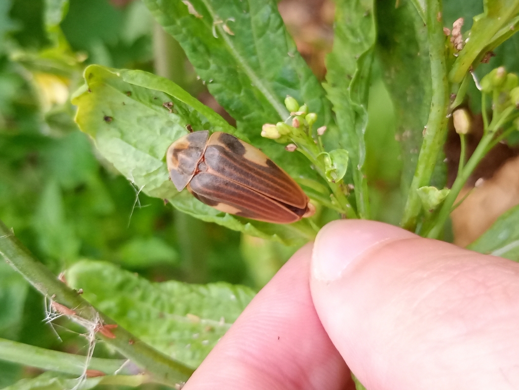 Aspisoma lineatum