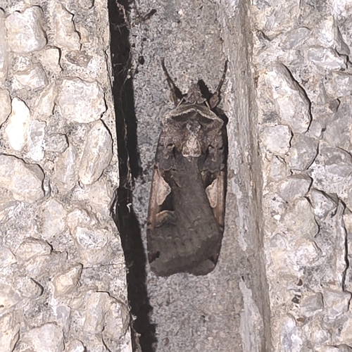 Setaceous Hebrew Character