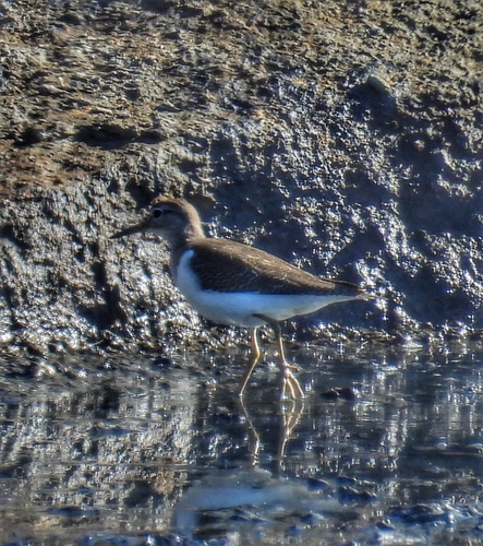 Common Sandpiper