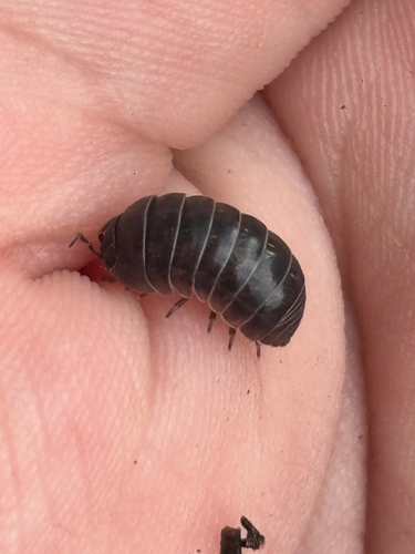 Common Pill Woodlouse