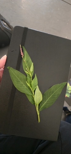 low smartweed