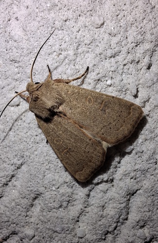 Xestia cohaesa
