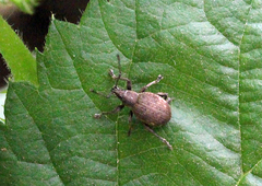 Peritelus sphaeroides