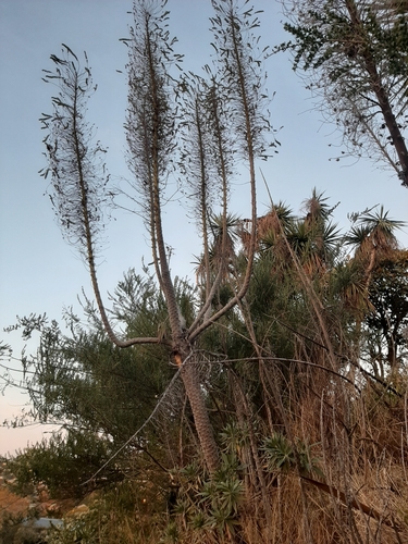 Echium pininana