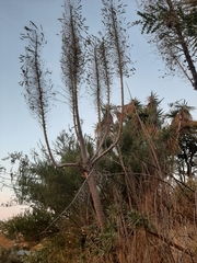 Echium pininana
