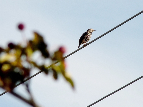 European Starling