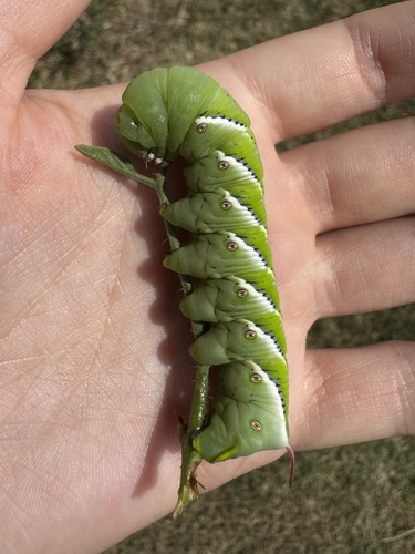 Carolina Sphinx