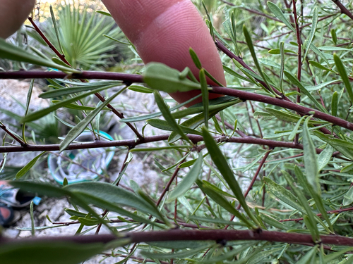 Mediterranean buckthorn