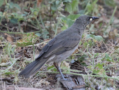 Stomiopera unicolor