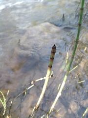 Equisetum ramosissimum ramosissimum
