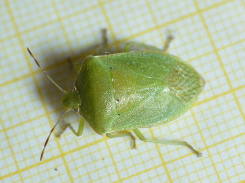 Southern Green Stink Bug