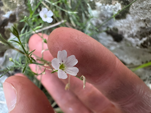 Tunicflower