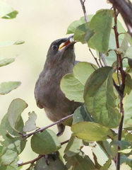 Stomiopera unicolor