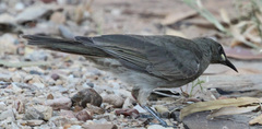 Stomiopera unicolor