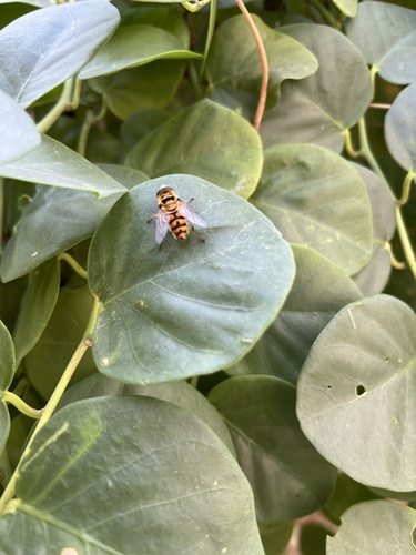 Yellow-haired Sun Fly