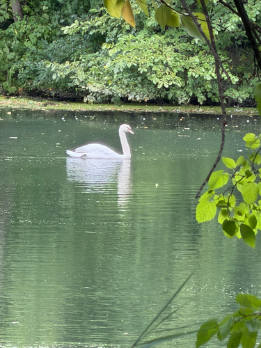 Mute Swan