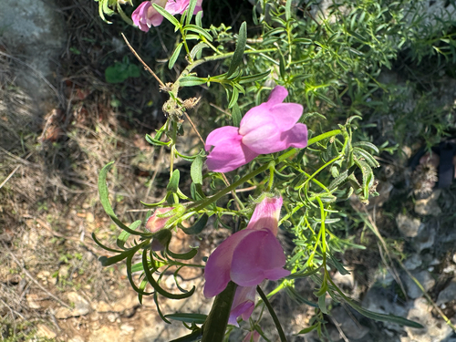 Antirrhinum controversum