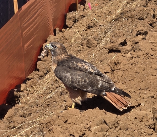 Red-tailed Hawk